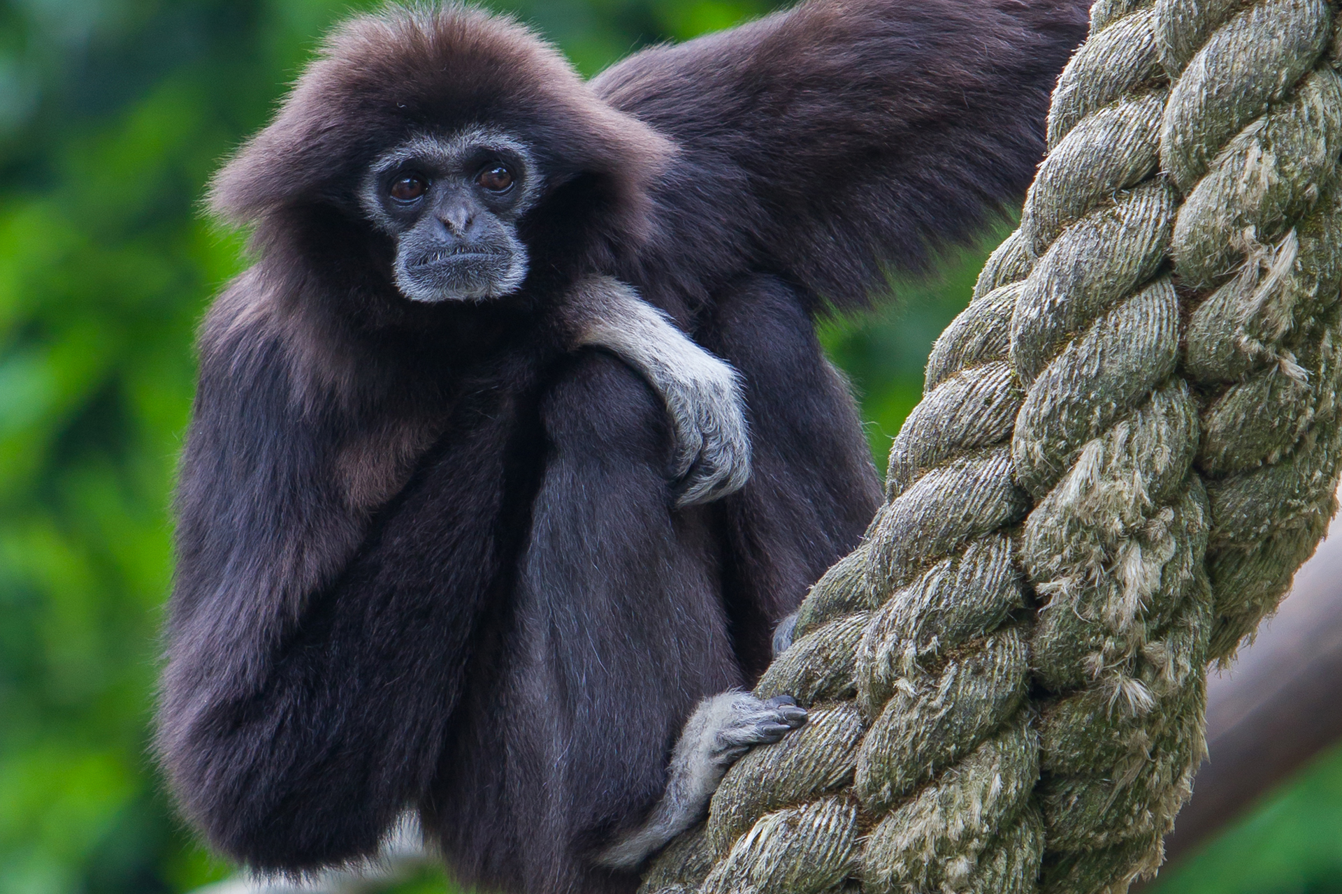 Gibbon Gibbon Species