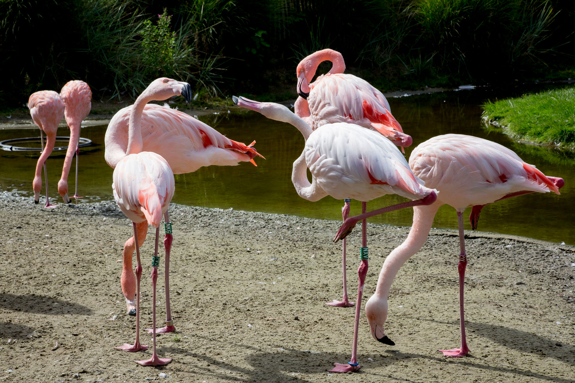 Zo veel Decoderen drijvend Flamingo | Alle weetjes | AquaZoo Leeuwarden